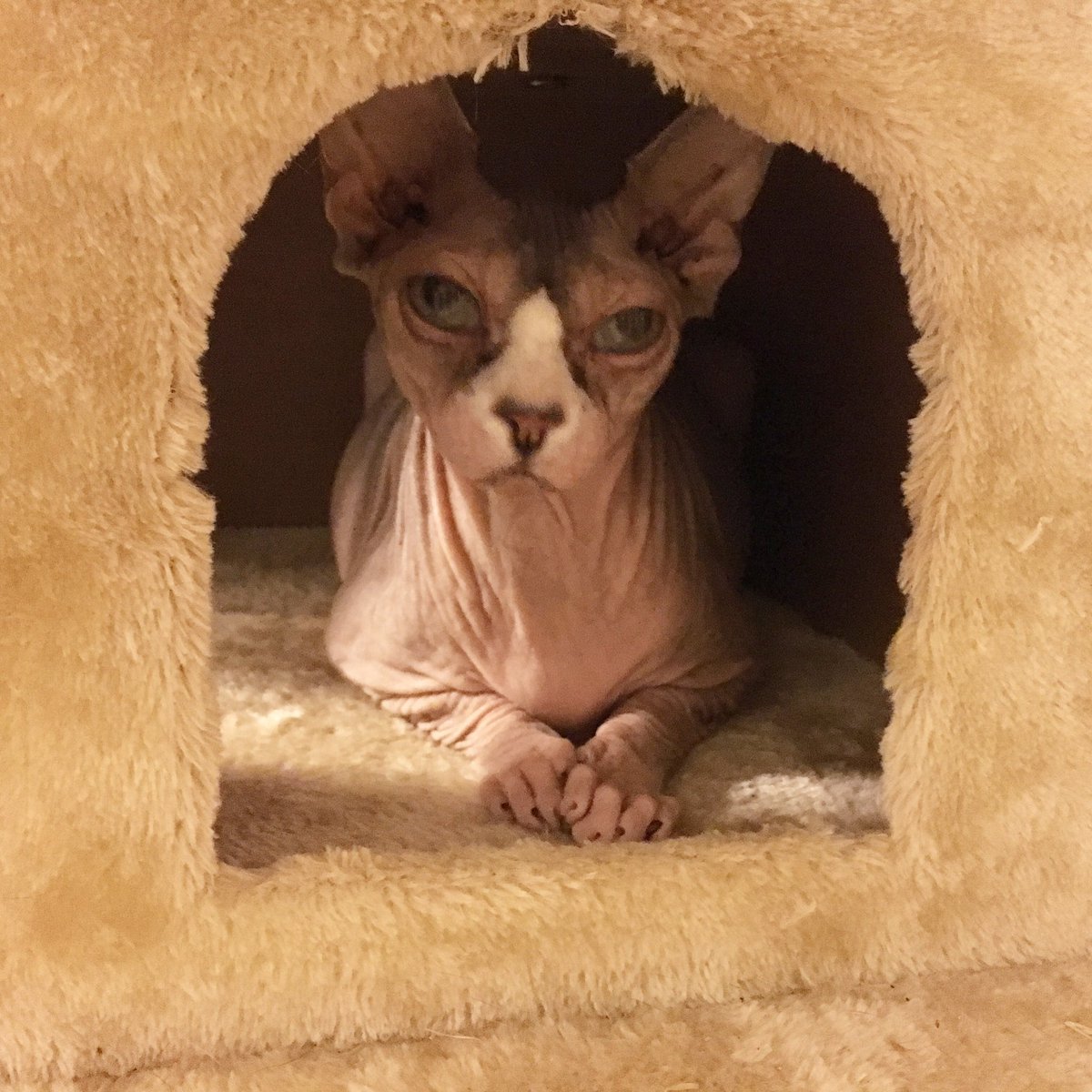 many_creaturess's tweet photo. Rhea #CatsOfTwitter https://t.co/Qj6GpRglQq