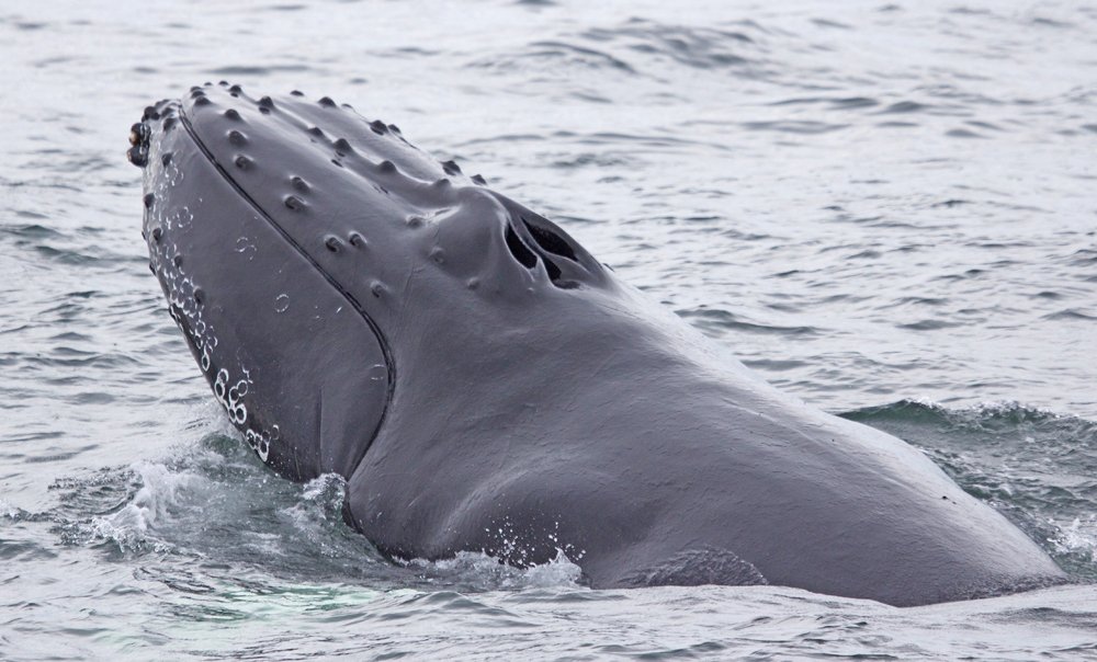 Awesome day! 4 finback whales, 4 humpbacks whales, 8-10 minke whales, dolphins, harbor porpoise, 2 harbor seals. #whalewatching #gloucester