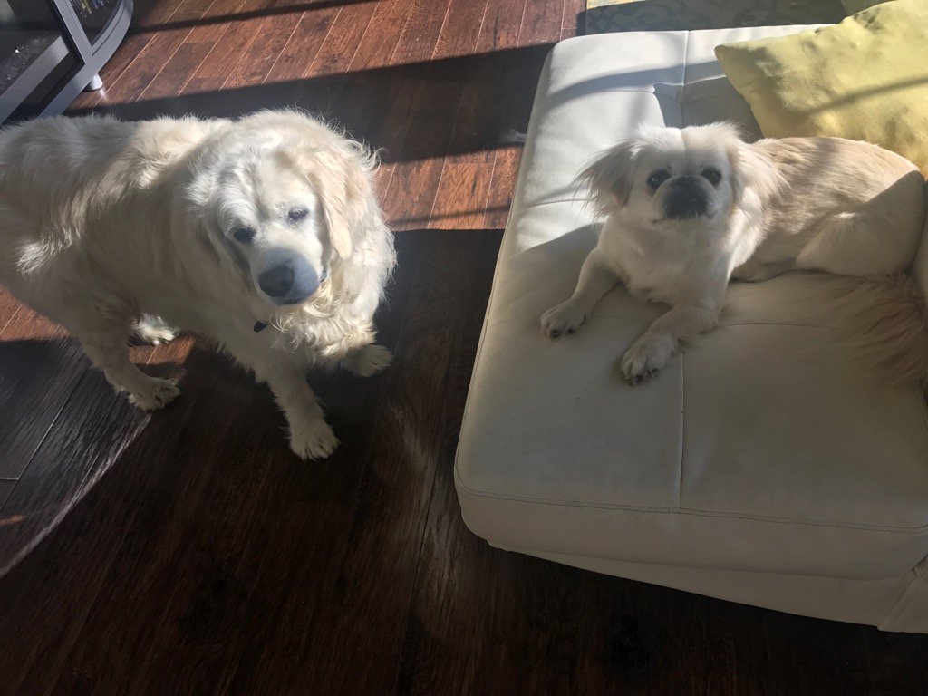 Marilyn and her sister Avery :)Happy birthday to Marilyn she is 2 yrs today:) luv you my peke;)