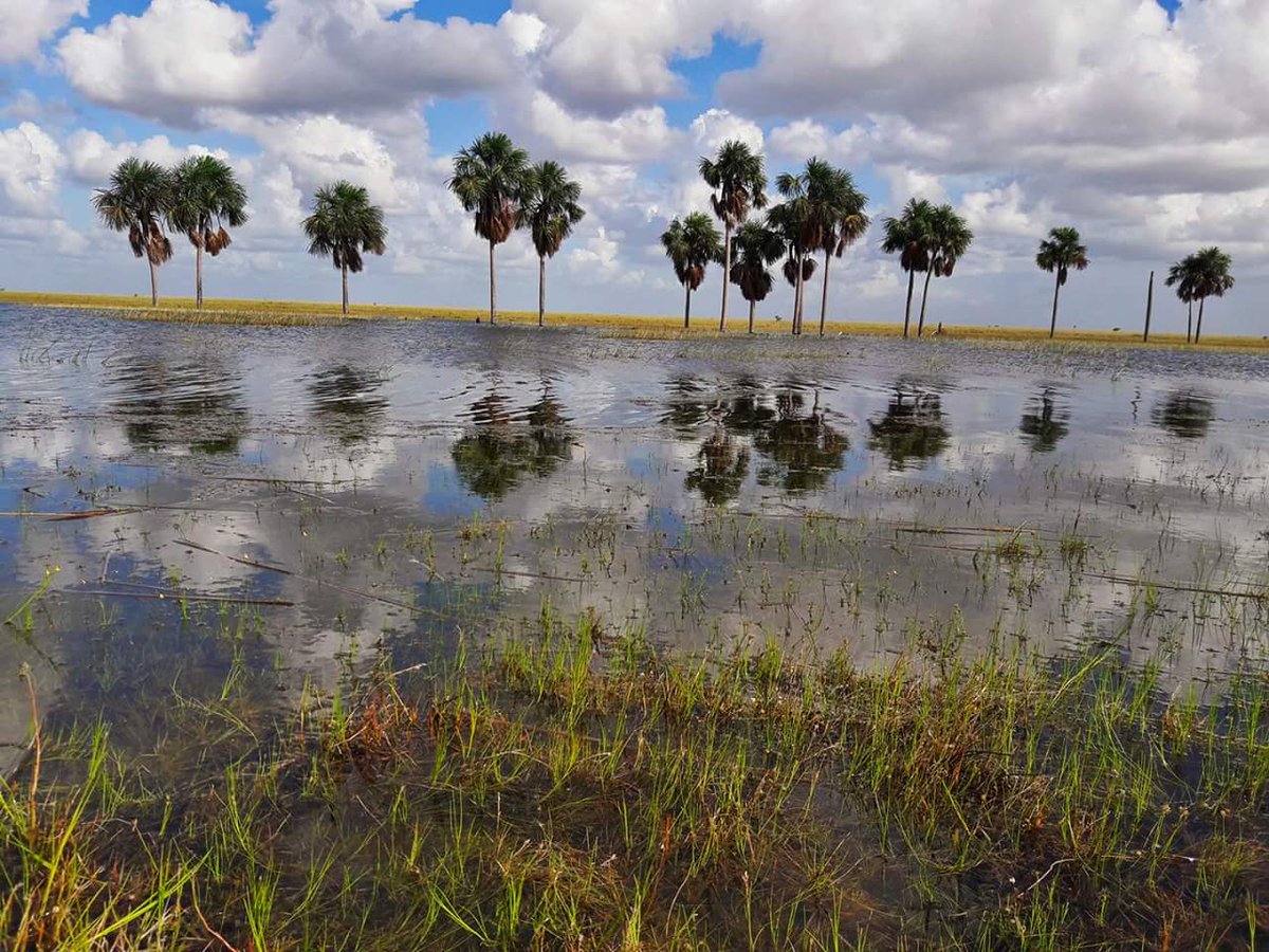 aluizionassi's tweet image. Início das chuvas, acontece uma verdadeira explosão de vida !

#CoisasDeDeus 
#Roraima_SemIgual 
#Roraima_HemisférioNorte
#Cerrado_Roraima