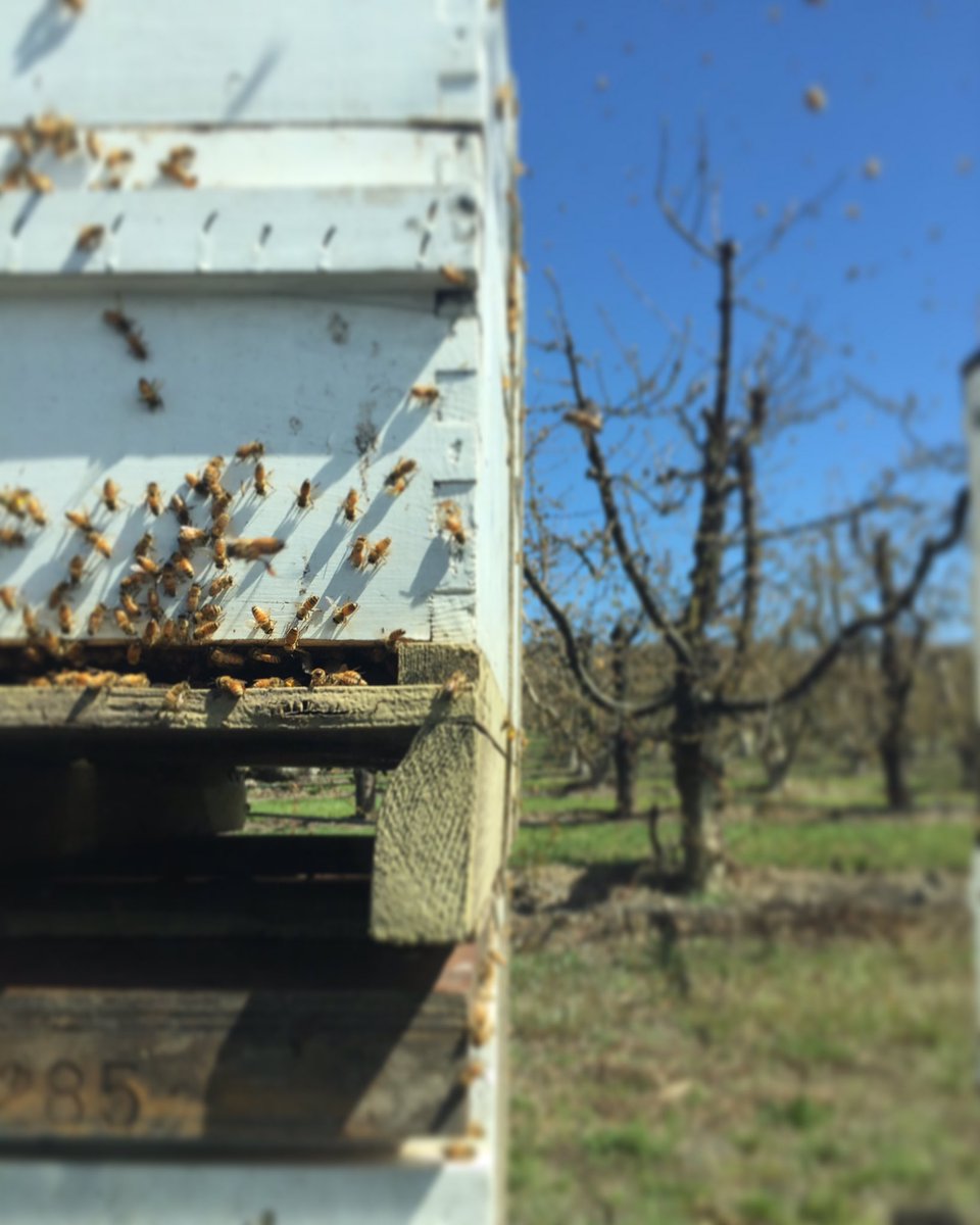 A buzz-y Spring day for KIKU and the bees