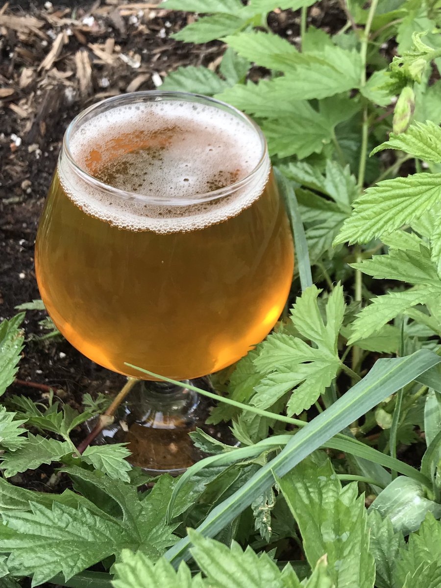 #NotMindbender #ImperialIPA on tap now! #Citra #Mosaic #HallertauBlanc #Simcoe