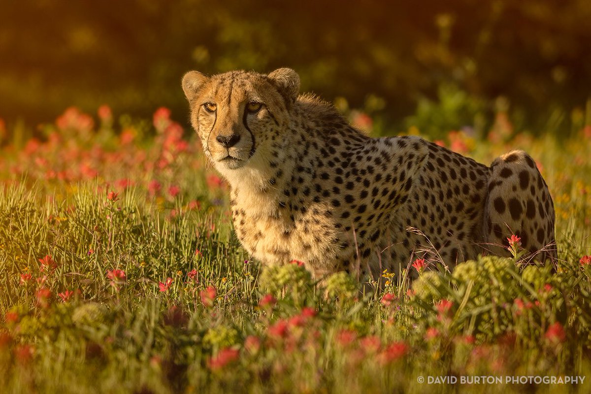 throttledave's tweet photo. Who doesn't love Cheetahs in flowers? #CanonLiveLearning #Canon #RickSammon #FossilRim #cheetahs https://t.co/jk8GRVfPrS