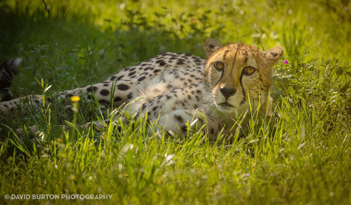 throttledave's tweet photo. Cheetah in flowers 2 #CanonLiveLearning #Canon #RickSammon #FossilRim #cheetahs #NaturePhotography https://t.co/HN2G0ZuUim