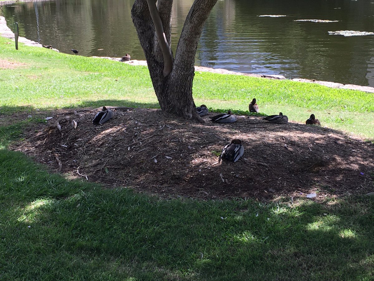 aneesha's tweet photo. mid-semester break at UQ #uplakes #ducksonbreak https://t.co/04OTjcDyjx