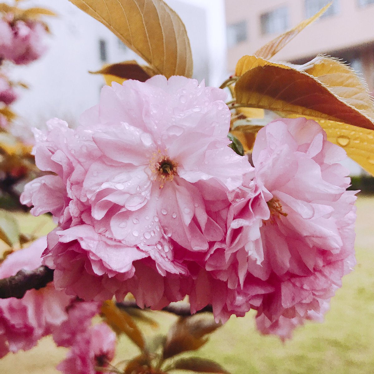 real_mintcb's tweet photo. 早🌸 https://t.co/rtVWuSqhol