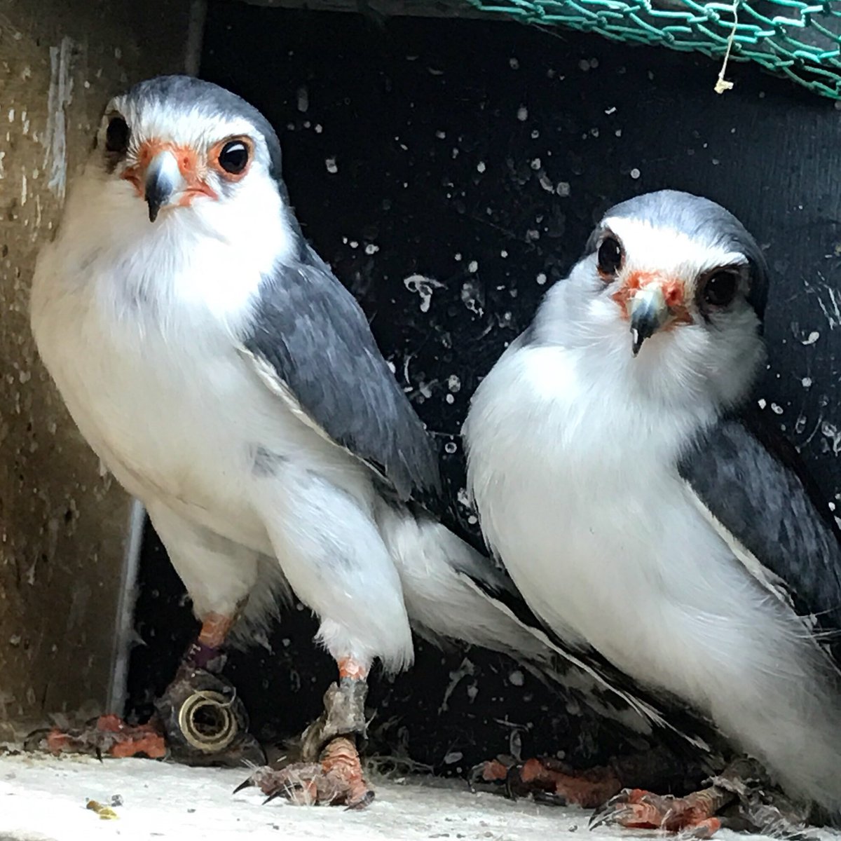 トロピカル ジェム おはようございます ところでこのアフリカンピグミーファルコン ココにいた鳥はなんですか って画像付きでお問い合わせいただけたでしたが ワタクシより店の中把握してんでないかってくらい図面が仔細です しかしこれだけ
