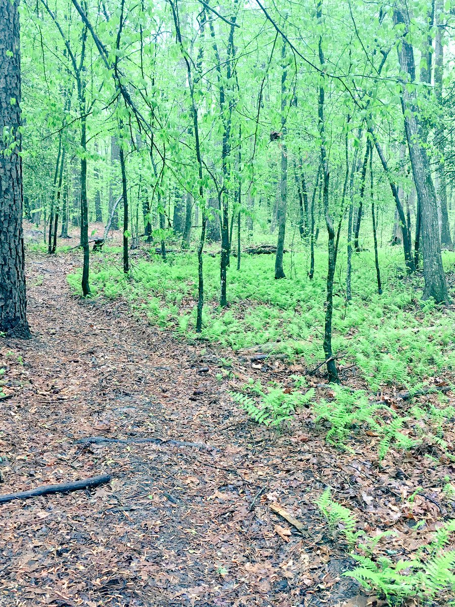 bosticoutdoors's tweet photo. Wild ferns are growing all over the property! https://t.co/CPDHn6q77B