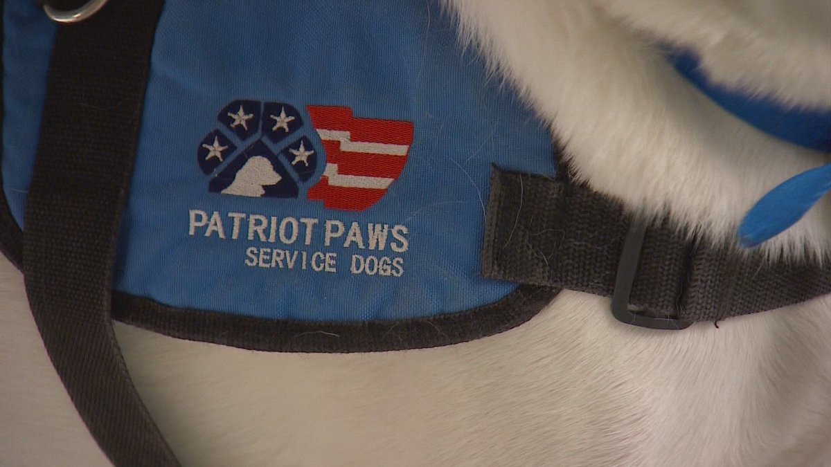 UNT students help train service dogs for veterans on.wfaa.com/2nWJl5p