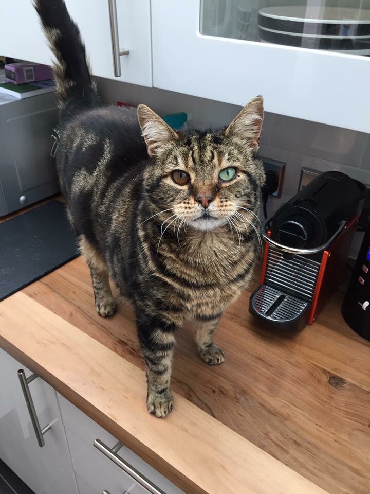 w11petnannies's tweet photo. @CatsMissing 
Dave is missing from London W12/W6. Nr Stamford Brook. Different coloured eyes. Microchipped! #missingcat #missingtabbycat https://t.co/3QZ23Qt9Ad