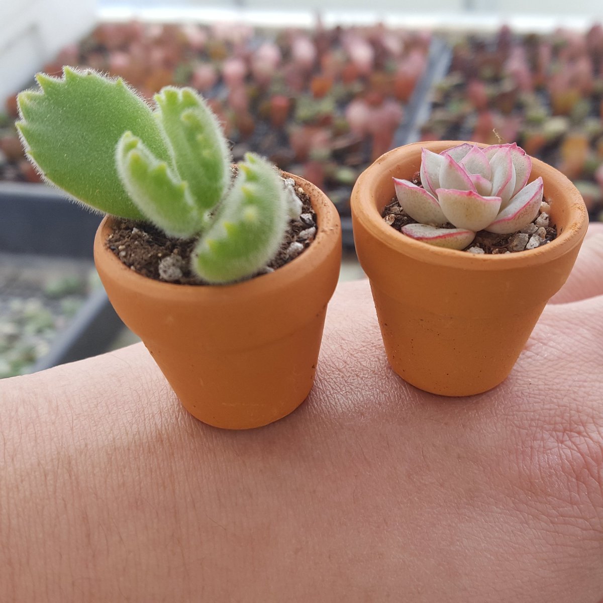 hyundaimansis's tweet image. 귀엽고 뽀송한 녀석들

#다육이 #다육이키우기 #다육이농장 #미세먼지 #황사 #공기정화식물