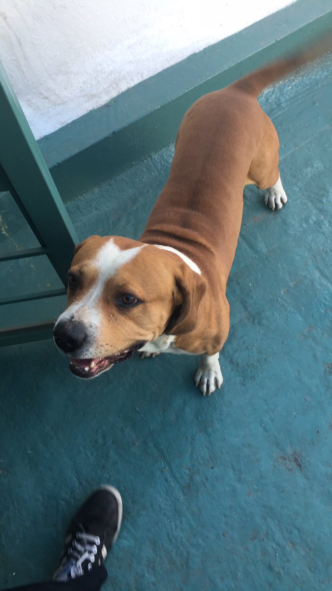 Banda, ayudenme con un RT. Djembe se perdio hace unos minutos en la colonia escandon/condesa <a href="/MundoPatitas/">Mundo Patitas AC</a> <a href="/SalvandoPatitas/">Salvando Patitas</a> please.