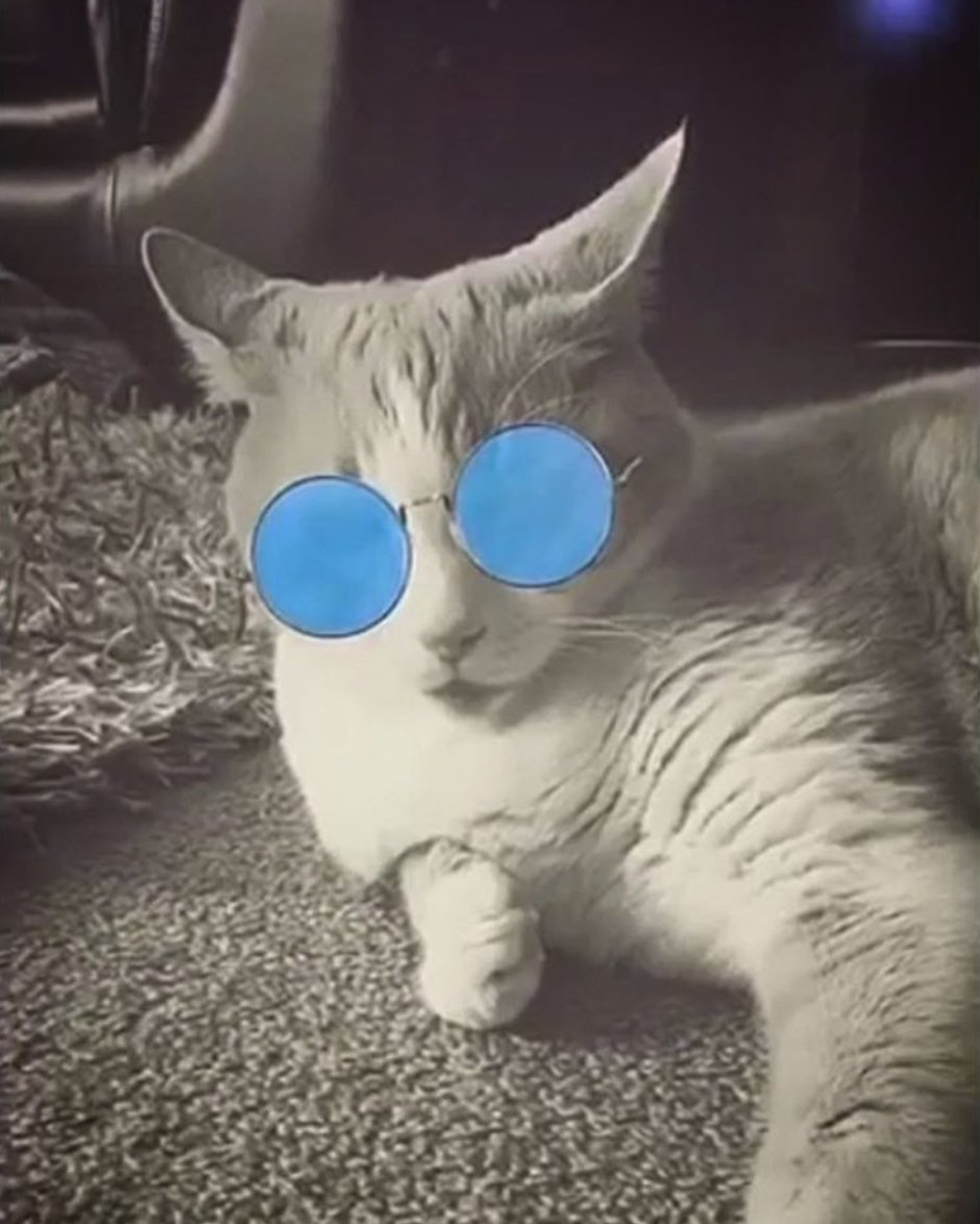 AnnaBeaton3's tweet photo. may as well start my twitter off right with a photo of my cat, Boris. https://t.co/QFKmeox3bo