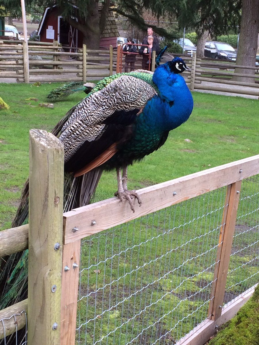 Sam_Mom_Charlie's tweet photo. Peacock, peacock and peacock, look at the weather forecast! https://t.co/yGoULcCp4E