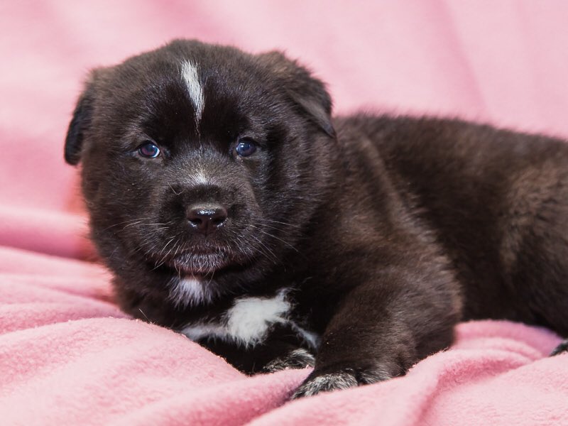 Animatch_'s tweet image. Rachel is looking for a home, Husky-x, 7wks #adoptme bit.ly/2pvyxby