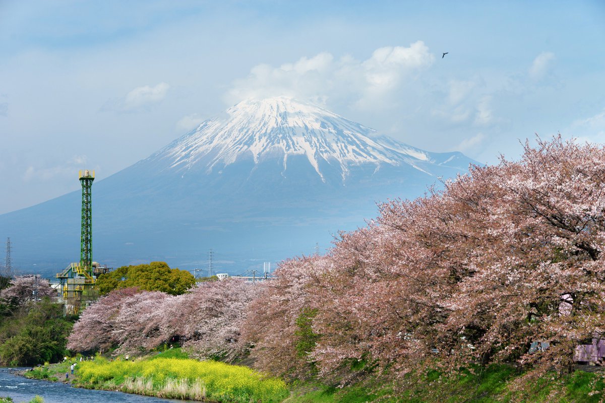 Takeshi Kano 鹿野 壮 A Twitter 静岡県龍巌淵で眺める富士山 桜 菜の花 高画質版はflickrに T Co Yap9ehkoo1 m2 Sel85f14gm 桜 Cherryblossoms 龍巌淵