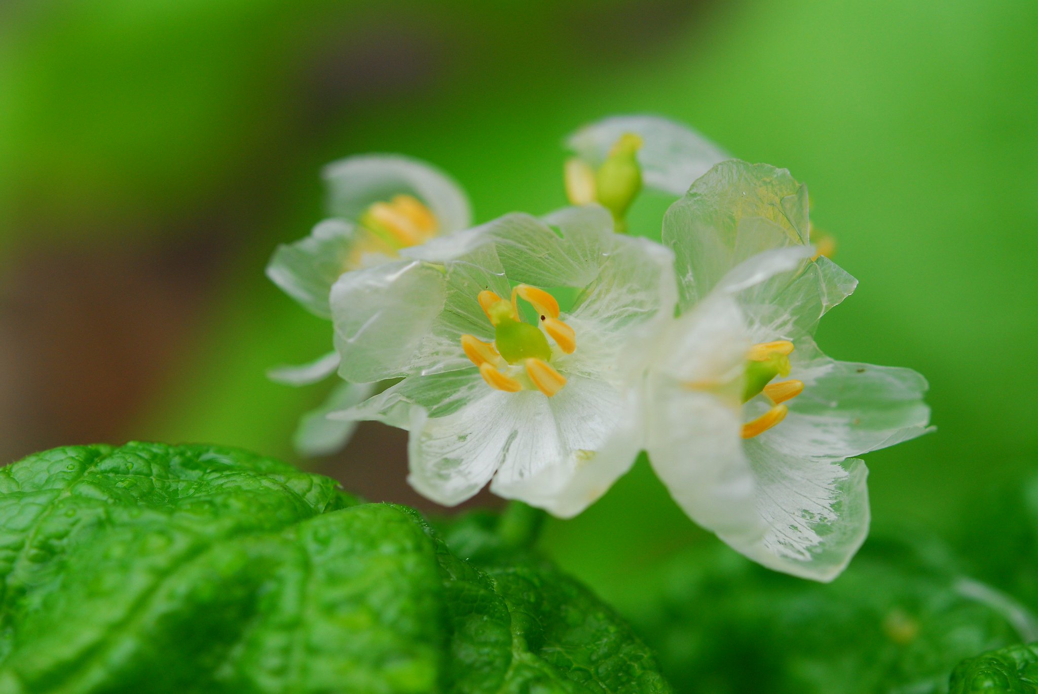 六甲高山植物園 Twitterissa 透明な花 サンカヨウ の花びらが雨に濡れ 透明になりました ガラス細工のよう 六甲高山植物園 Twitterissa 透明な花 サンカヨウ の花びらが雨に濡れ 透明になりました ガラス細工のよう