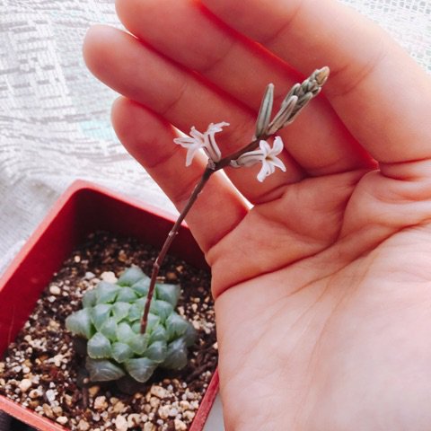 ハオルチアの花 ハオルチアの花