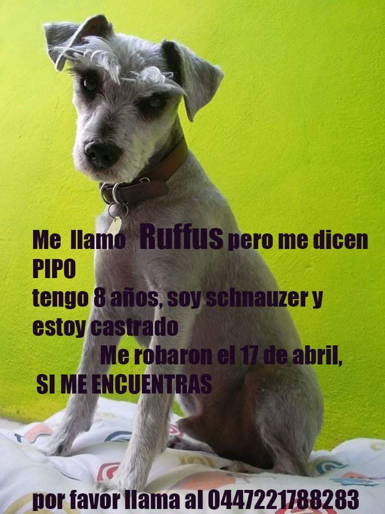 milagroscaninos's tweet photo. #AdopcionesEspeciales Pipo necesita regresar a su hogar https://t.co/BaQDA1nYyZ
