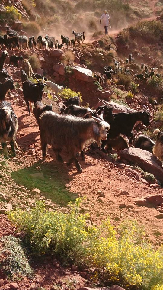 CoFundy's tweet photo. News du projet Maternelle Afoulki, quelques photos témoignage de l'avancement du projet #crowdfunding #solidarité #education #afrique https://t.co/7sGvps71VY