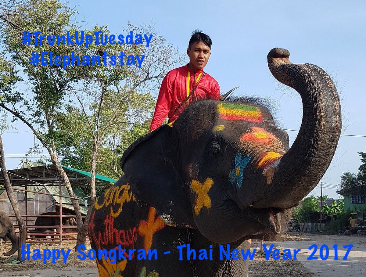 Elephantstay's tweet image. #TrunkUpTuesday with #Elephantstay! #songkran2017 #thailand #elephants