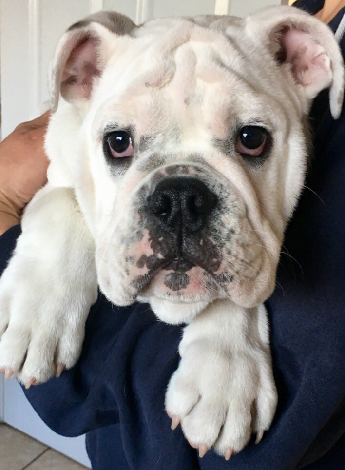 _PreciousPaws's tweet image. Meet dexter! How cute 😍😍 #doggydaycare #leicester #bulldog