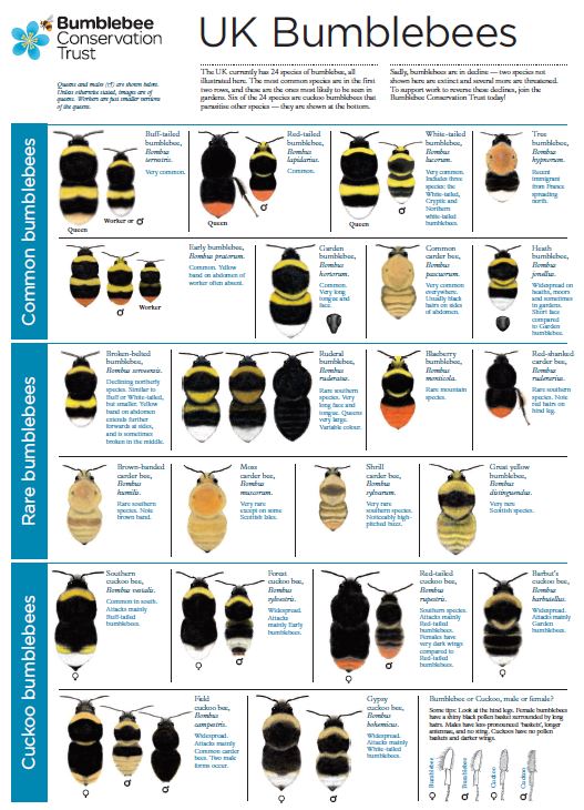 Bee Species Identification Chart