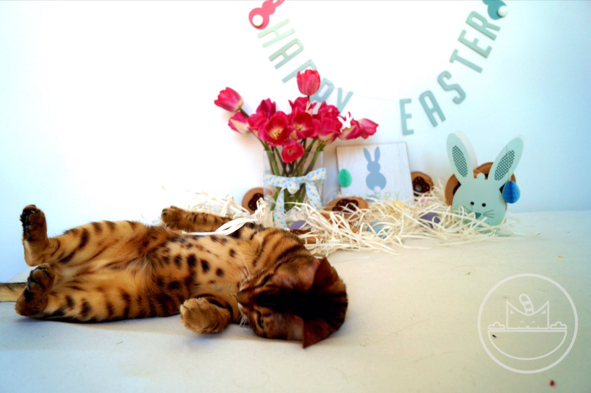 The Easter shooting.. photobombing and he does not care at all.. #cat #CatsOfTwitter #pawandpurr