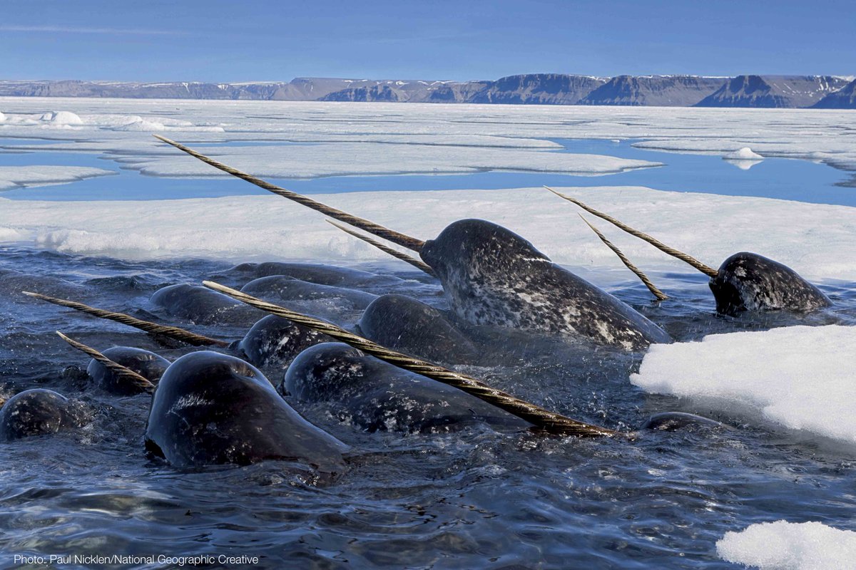 IUCN's tweet photo. Worth a second look: New IUCN World Heritage report stresses urgency of protecting Arctic sites https://t.co/WzZkIRyVq9 #WorldHeritageDay https://t.co/tbipAosdqi