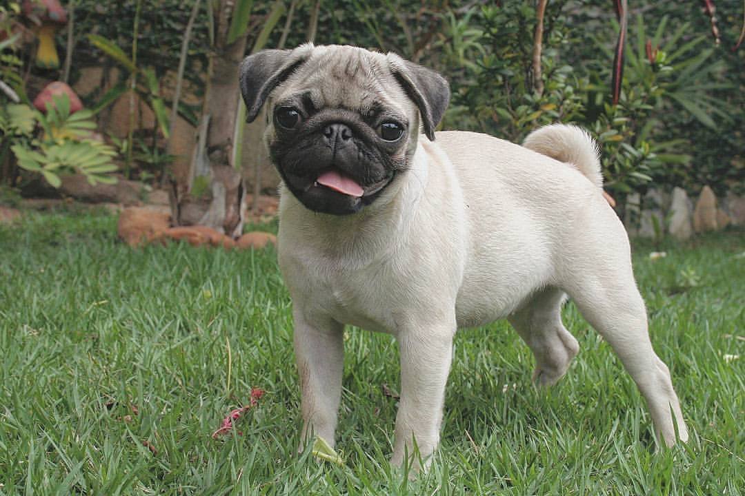 PugDailyClub's tweet image. A pug a day everyday forever💙

#pugdaily #pugs #pug #cute #puglover