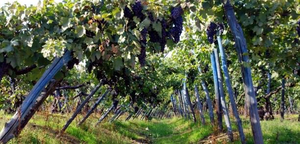 EY_Italy's tweet photo. Mappare ogni processo produttivo assicurando territorialità, autenticità e qualità del prodotto Wine #Blockchain #EY https://t.co/TCyBwRqmWV https://t.co/MRXqhawhuB