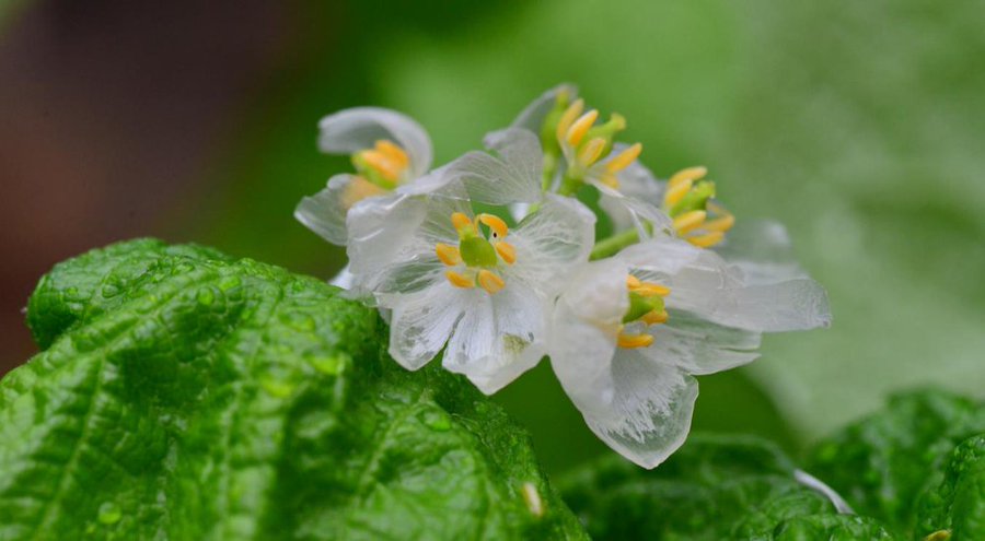 透明な花サンカヨウってどんな花 見られる時期や場所 育て方までご紹介 バラと小さなガーデンづくり