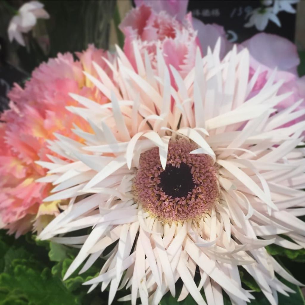 Atelier Uzu 本日 4月18日はガーベラの日 色々な咲き方をするガーベラですが 細い花びらが花の中心から幾重にもついているこの咲き方は スパイダー咲きと呼ばれています 南アフリカ生まれのガーベラが 日本で初めて品種改良されたのは1958年