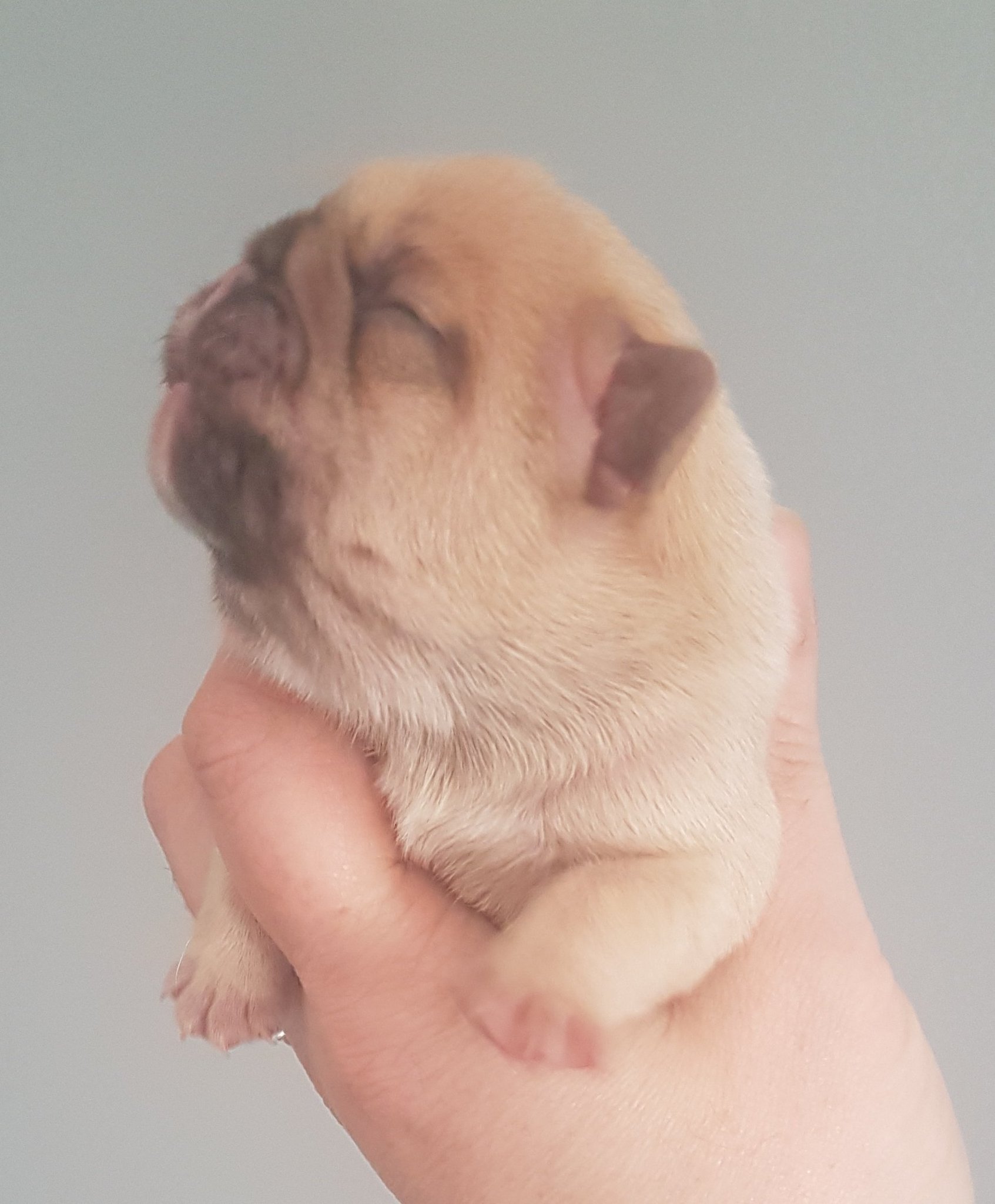 jazzygem on Twitter: “Maskless quad choc fawn french bulldog boy for