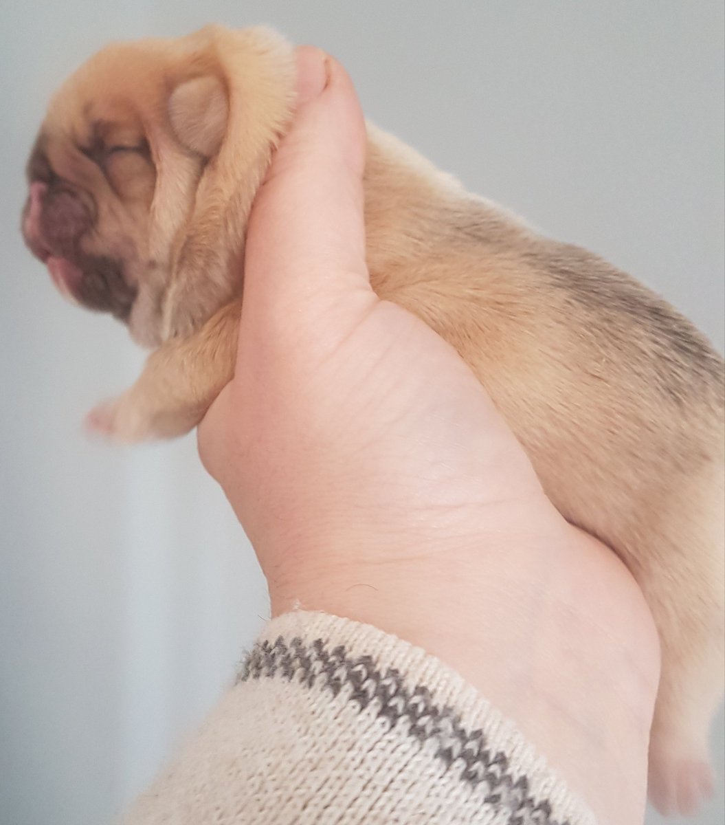 jazzygem on Twitter: “Maskless quad choc fawn french bulldog boy for