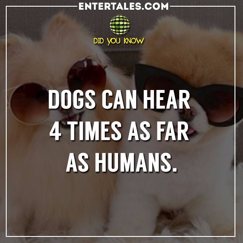 Entertales's tweet photo. Next time if you put loud music along with your #pet #dog remember this.. ☺️ #doglovers #animallovers #Animals. https://t.co/SG16xd4G1m