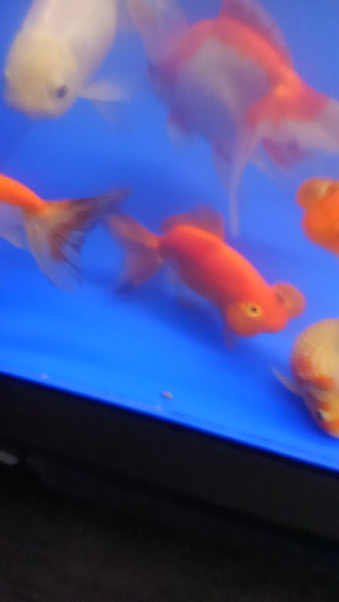 ワンラブモレラ岐阜店アクア V Twitter 色んな金魚入荷しました 背鰭のある水泡眼や 大きめのピンポンパール 日本オランダに普通の水泡眼です どれもお値打ち価格になってます 金魚 日本オランダ 水泡眼 ピンポンパール セルフィン水泡眼 ワンラブモレラ岐阜店アクア V Twitter 色んな金魚入荷しました 背鰭のある水泡眼や 大きめのピンポンパール 日本オランダに普通の水泡眼です どれもお値打ち価格になってます 金魚 日本オランダ 水泡眼 ピンポンパール セルフィン水泡眼