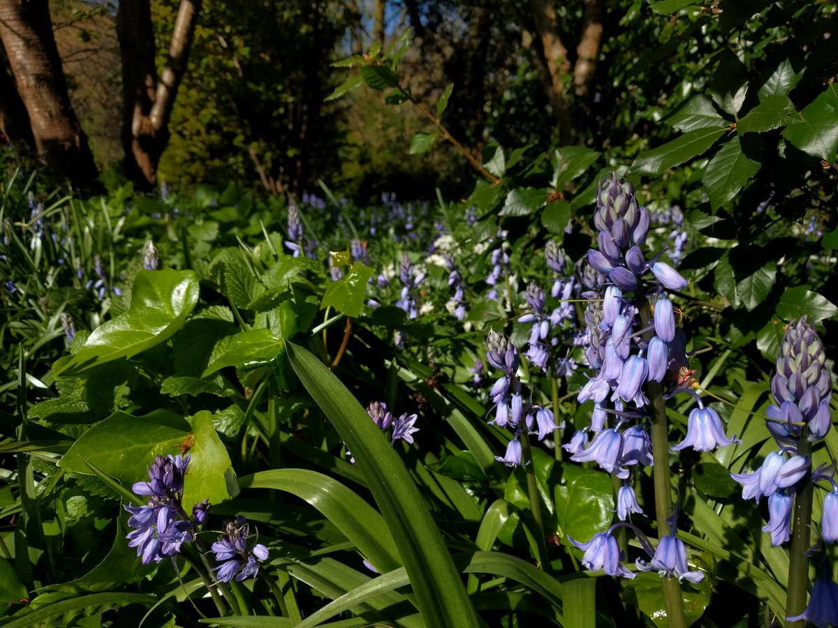 ThreeBeesCoop's tweet photo. Bluebells! https://t.co/UJm0DlinlQ