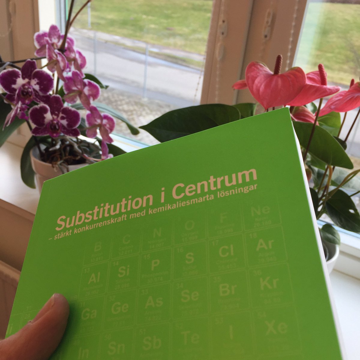 Ett grönt tillskott i en annars vit vårmorgon. Tack <a href="/Petter_Dahlin/">Petter Dahlin</a> @Helkerlundstrom