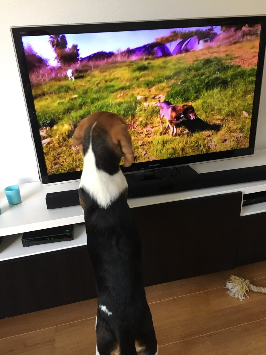 KnipprTV's tweet photo. Pootjes omhoog en lekker ontspannen? Dat kan met #DogTV! Hondenbaasjes.nl schreef een leuk artikel. https://t.co/tYsZVODb7b #KNIPPR https://t.co/1qsvhtALNu