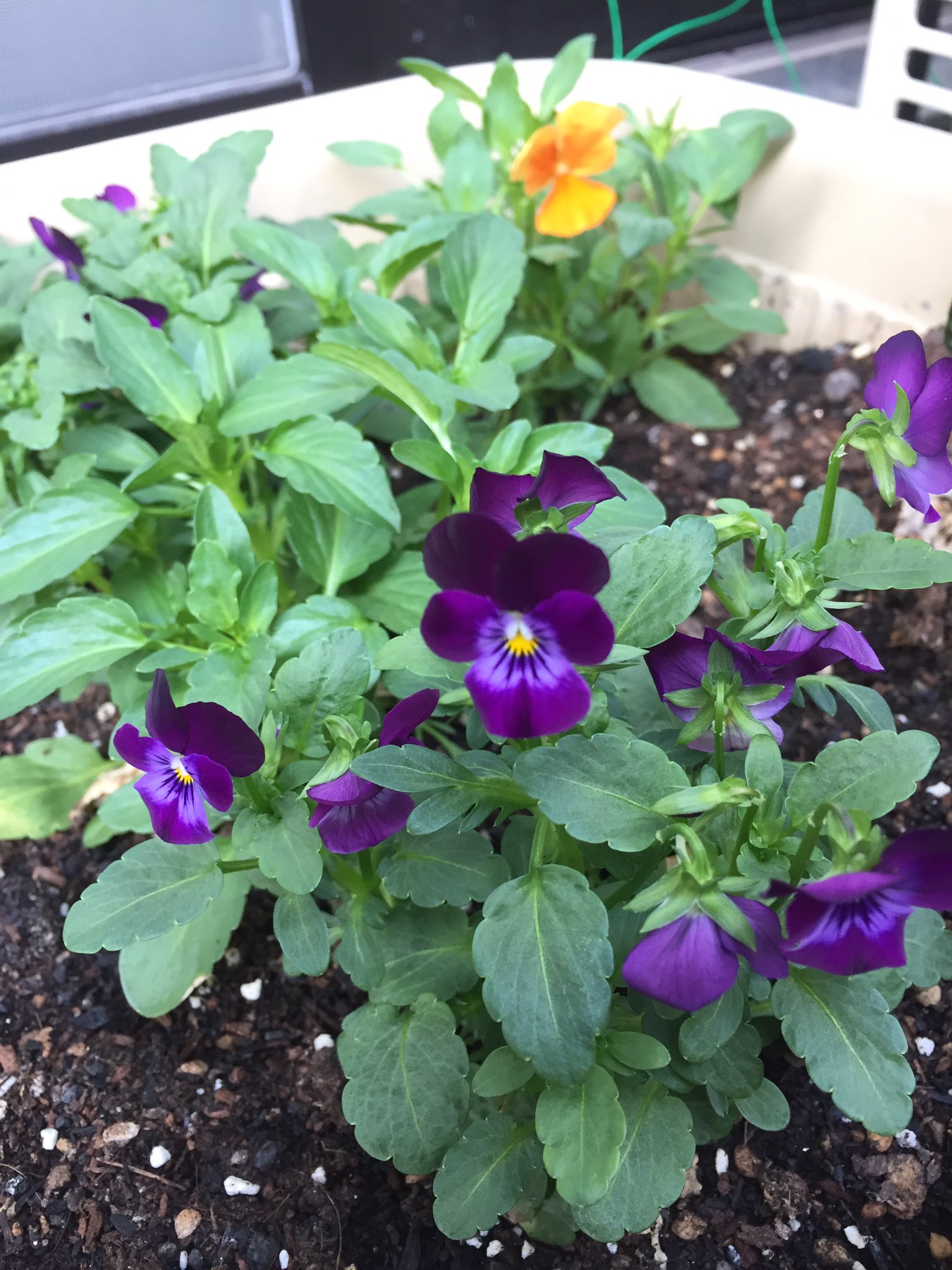 夢追い長島花フェスタ Twitter Search Twitter