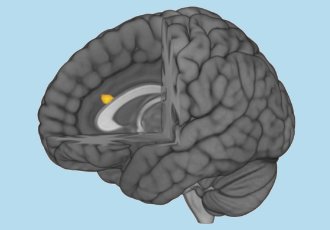 electronicspec's tweet image. Area of the brain affected by #autism detected bit.ly/AreaOfBrainAff… @ETH_en #Neurology #NeuralControl