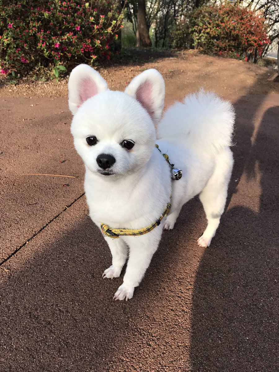 두리번 두리번 강아지친구 찾는중