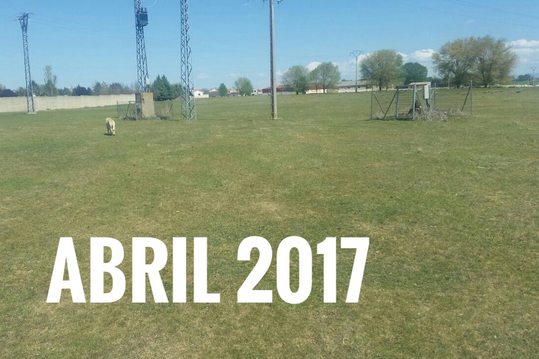 Así estaban los pastos en abril de 2016 y así están hoy: de pena. Fotos de José Luis, ganadero Escalona del Prado #Segovia.