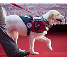 USA Service Dog tweet media