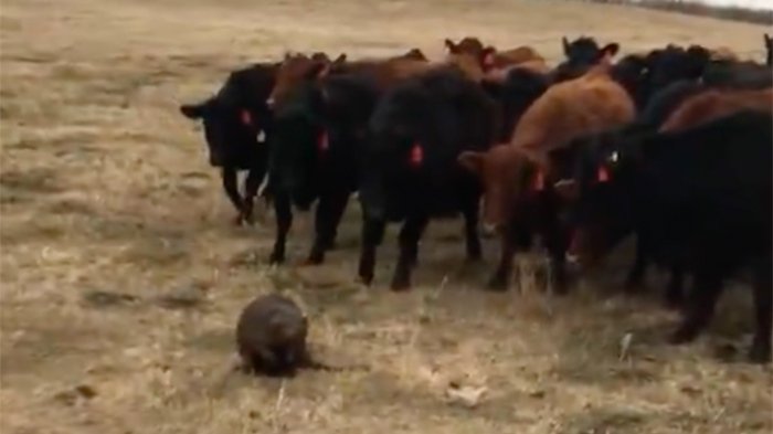 CTVNews's tweet photo. Saskatchewan rancher describes 'most Canadian moment of all moments' when she spotted this beaver herding cattle  https://t.co/O9c1M8ytiP https://t.co/ZqdSpo5Zxc