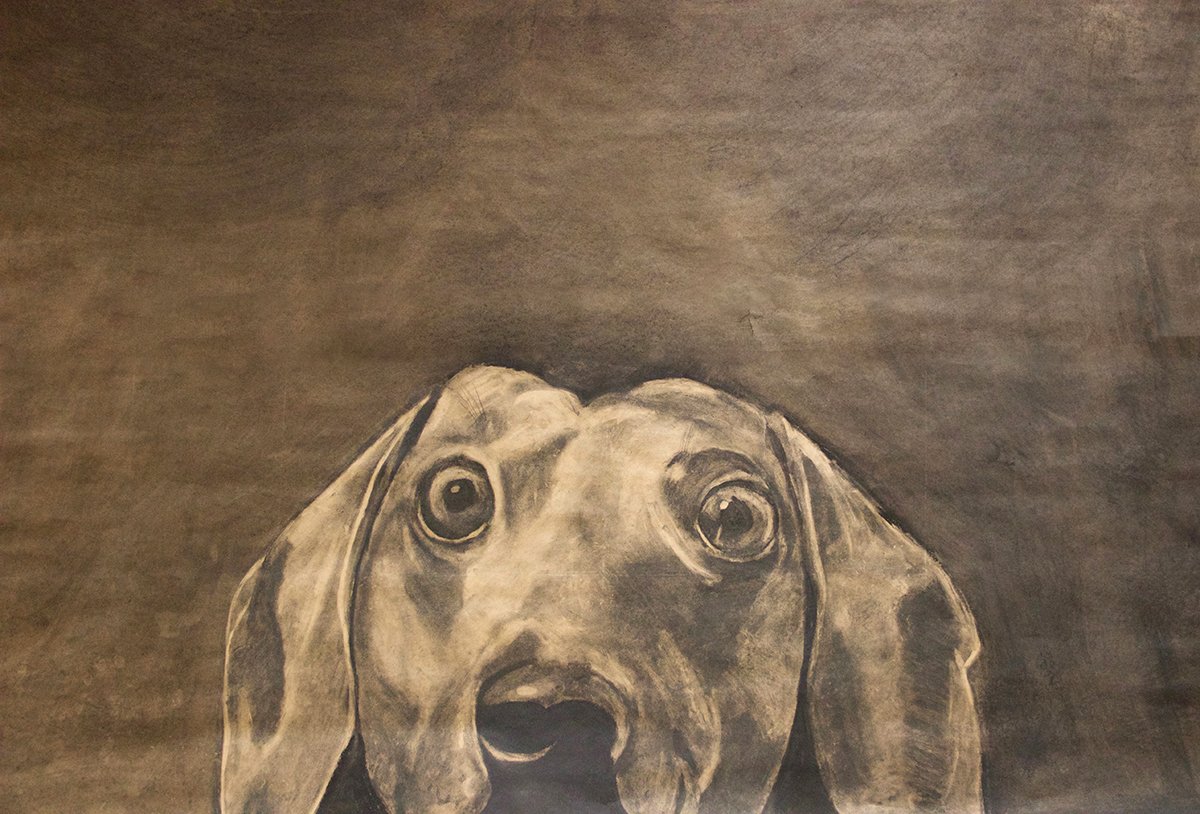 Have you been down the MCC Art & Design hallway lately? Check out the first floor for a series of dog portraits!
