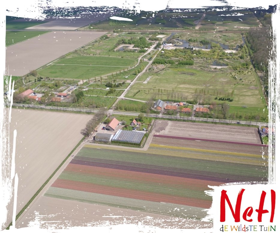 NetlPark's tweet photo. De tulpen van overbuurman Toon kleuren de lente! aanrader voor kampeerders: https://t.co/nxdh6ToXfE @StEPTulpen #tulpenroute #route8317 #nop https://t.co/tBjbQtv1dl
