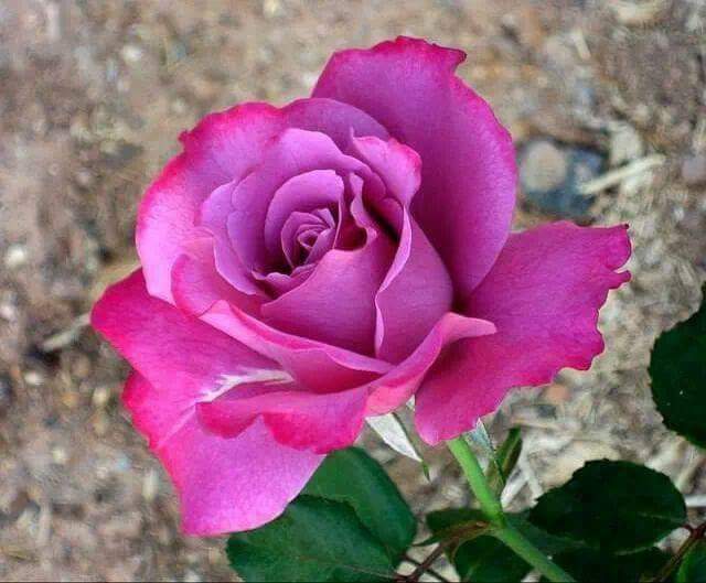 Karlenag68's tweet photo. Una sola rosa puede ser mi jardín, un sólo amigo puede ser mi mundo. https://t.co/CzXgyYjYgJ