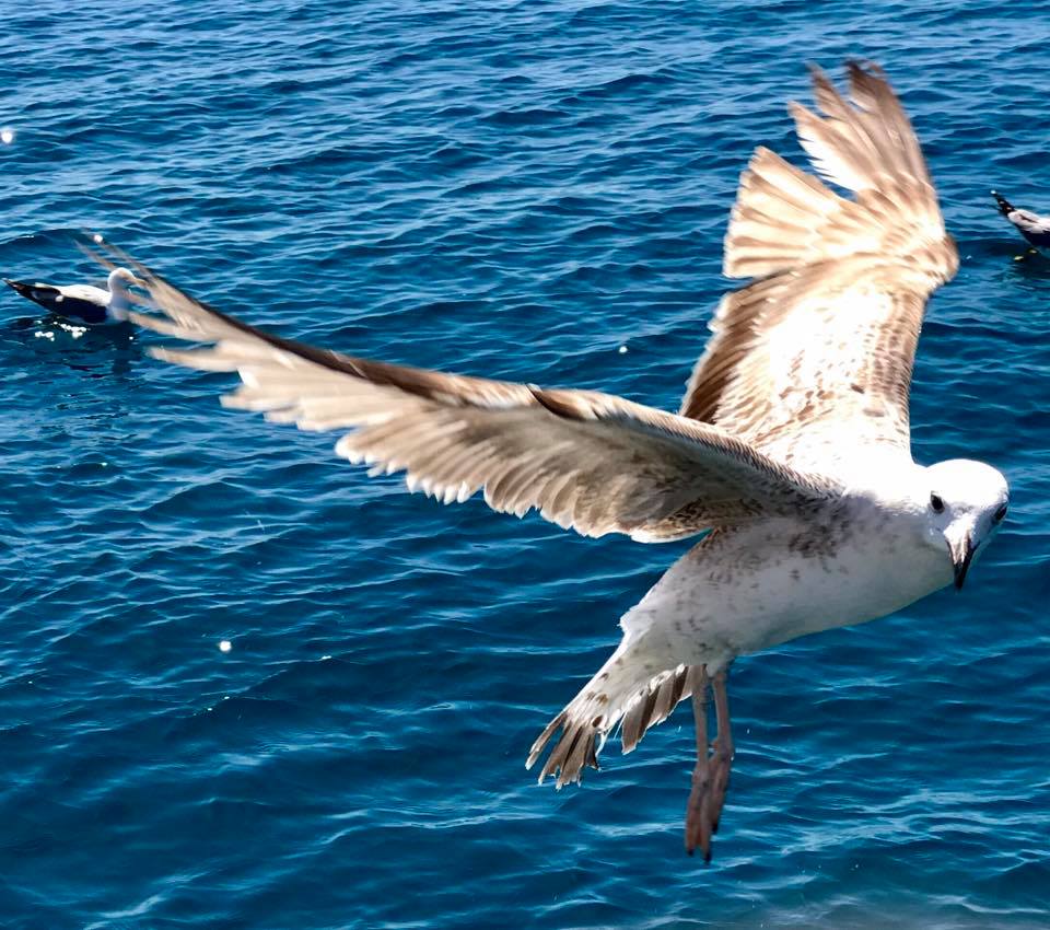 arawak.it #giornataalmare #giornata_al_mare #mare #sun #SundayMorning #SundayFunday #sunday #funday #aboard #onboarding
